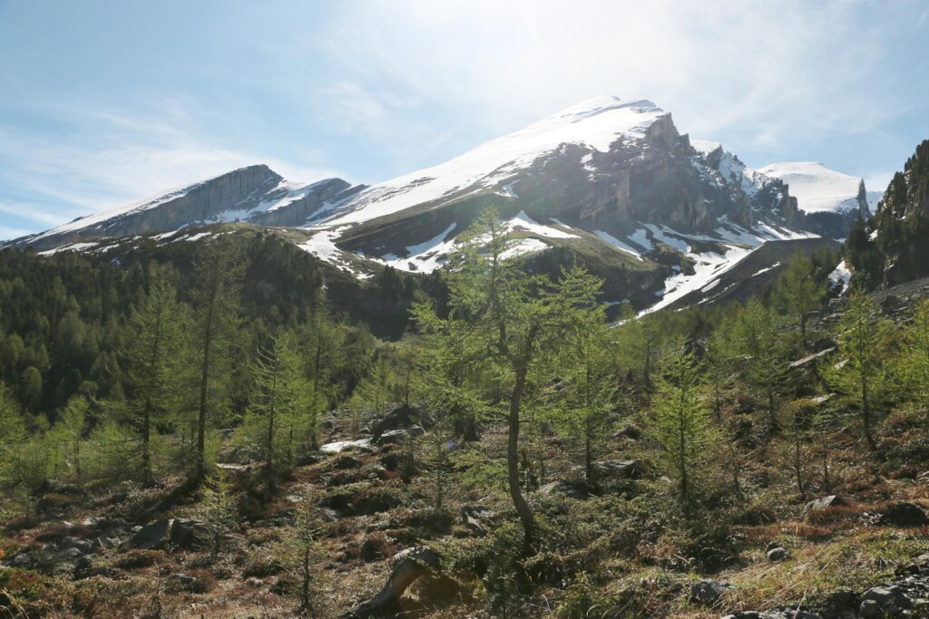 Sunnbüel-Arvenseeli 30.5.2025