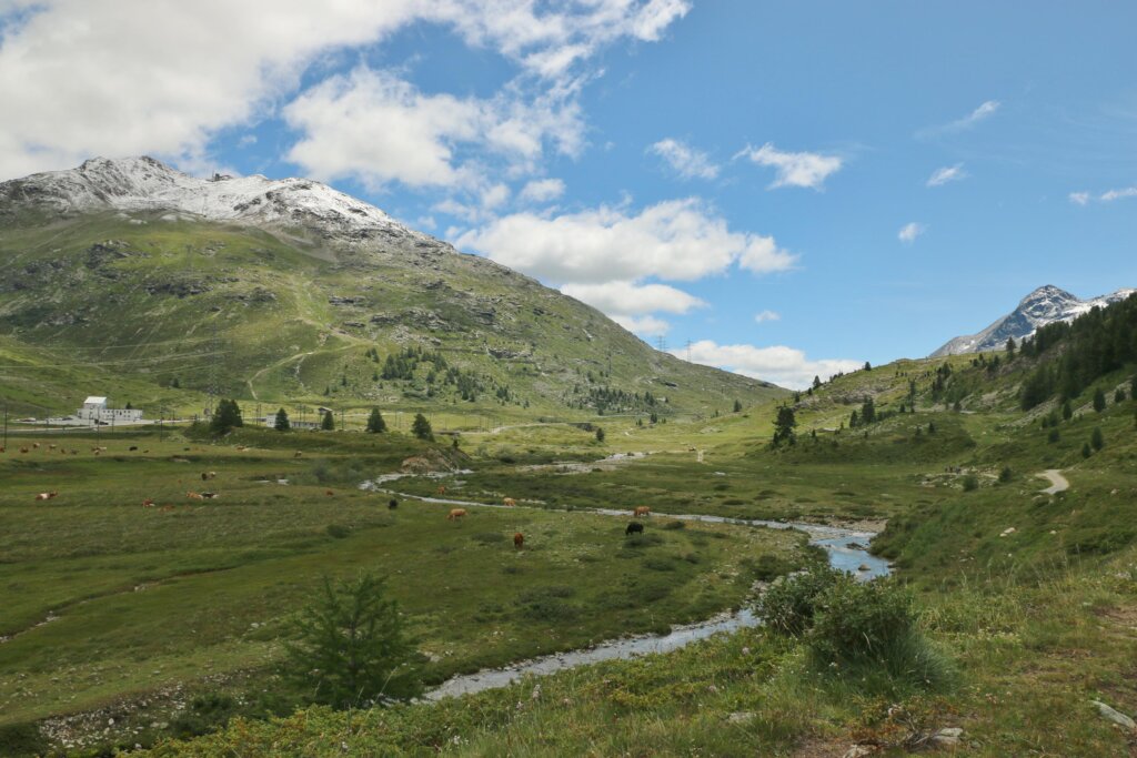 Vom Berninapass nach Morteratsch 9.7.25