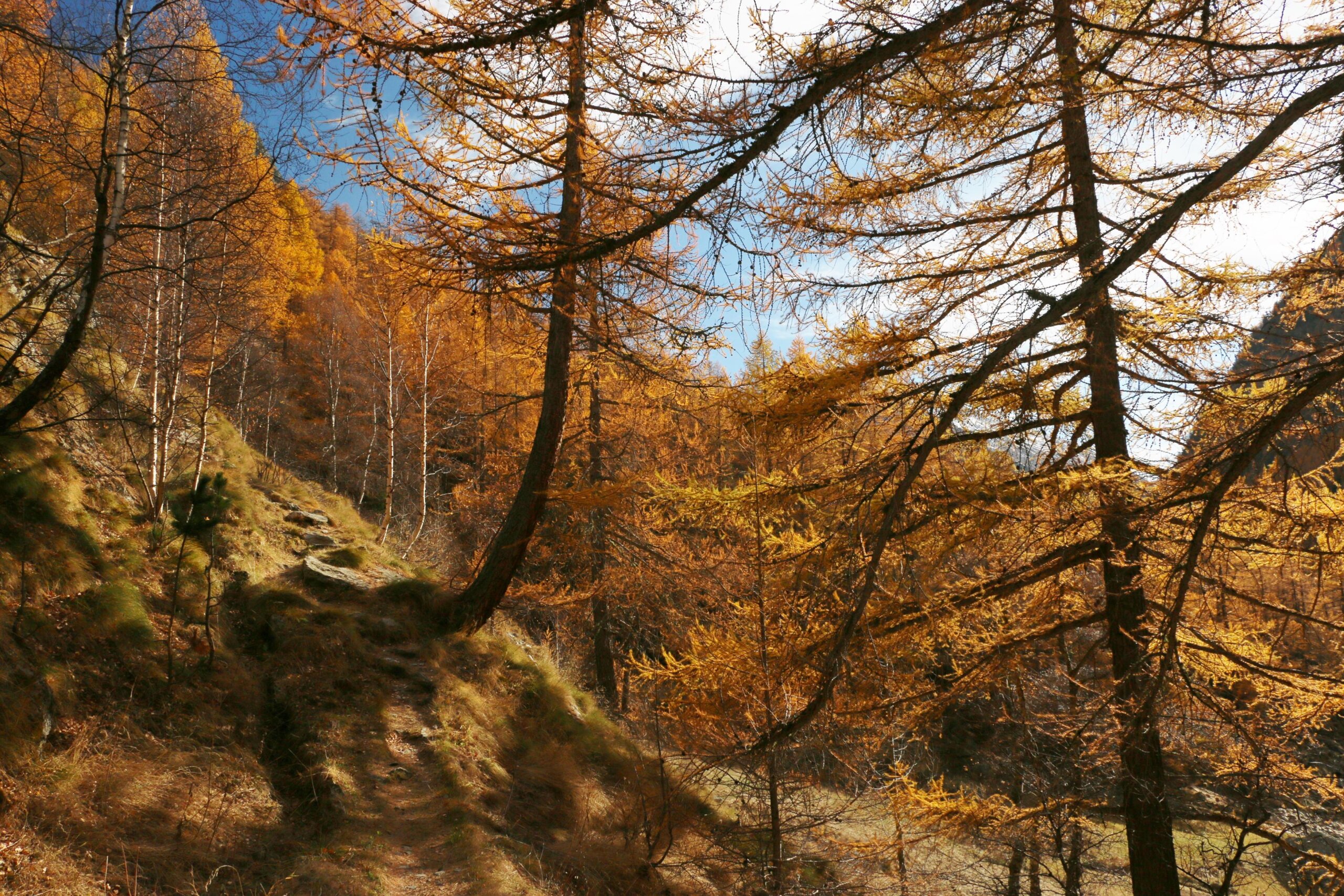 Saas Fee, Saas Almagell und oben rum Saas Grund 10.11.2025